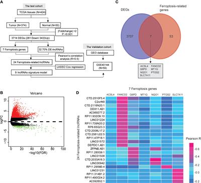 Construction of a Ferroptosis-Related Nine-lncRNA Signature for Predicting Prognosis and Immune Response in Hepatocellular Carcinoma